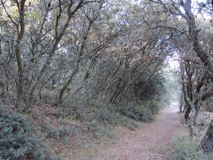 Bosque, Senderismo, Turismo Rural
