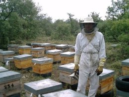 Apicultor De Urzapa Durante La Obtención De Miel Ecológica