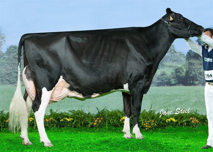 Vaca Gran Campeona de la pasada edición del Concurso 