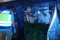 Desmantelada una plantación de marihuana en Orihuela (Alicante) y detenidas cinco personas como responsables
