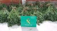 Detenido un hombre en Burgos al que se le incautaron 20 plantas de marihuana con un peso de 30 kilos