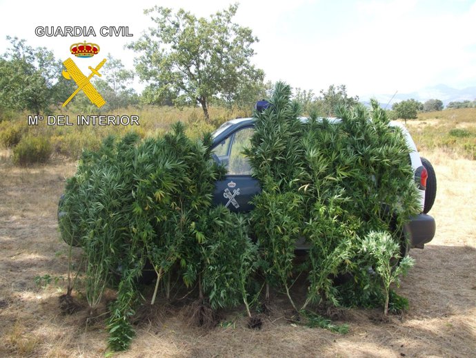 Plantas de marihuana incautadas en la operación