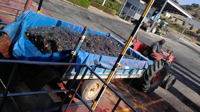 Vendimia de Bodega Pirineos