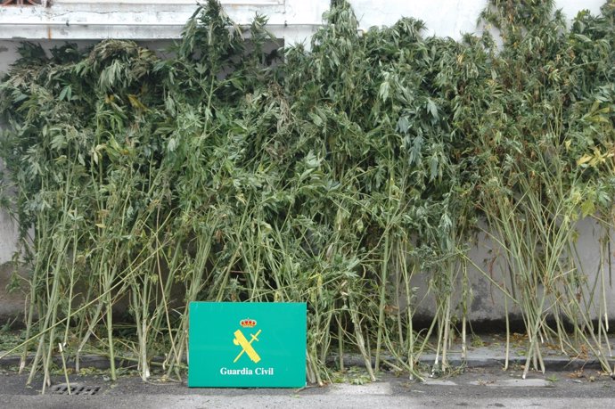 Plantas de marihuana interceptadas en Lugo