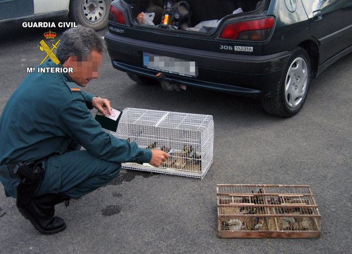 La Guardia Civil decomisa y libera 40 aves fringílidas capturadas furtivamente