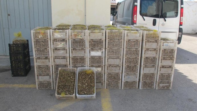 Caracoles Intervenidos