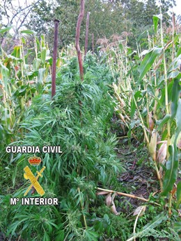 Plantación de marihuana en Ponteareas
