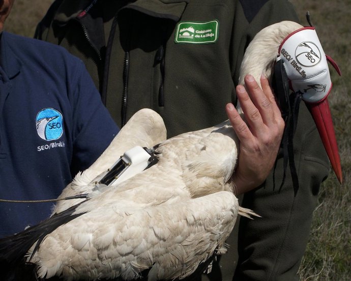 Cigüena marcada con GPS