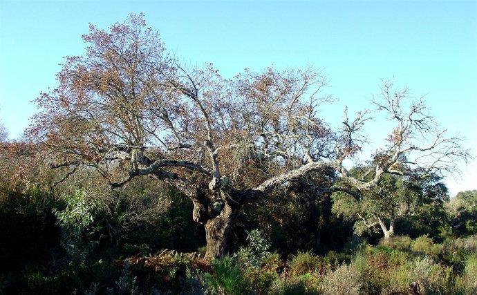 Alcornoque adulto que ha sufrido muerte súbita por 'Phytophthora cinnamomi'