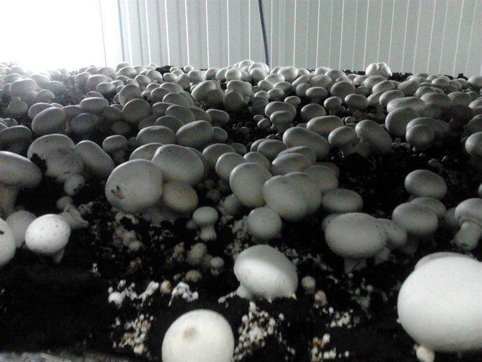 Champiñones, Agricultura, Agricultores