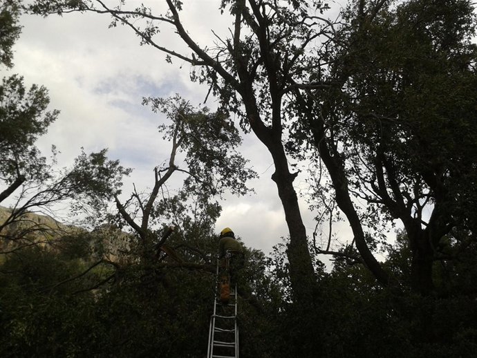 Trabajos de restauración del cap de fibló