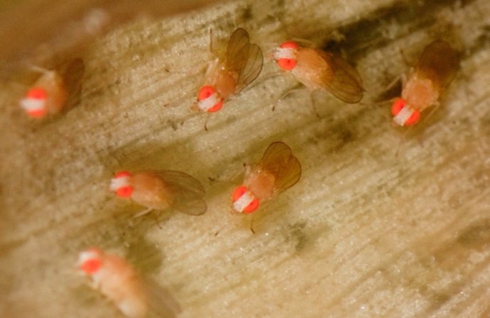 Mosca Drosophila Melanogaster