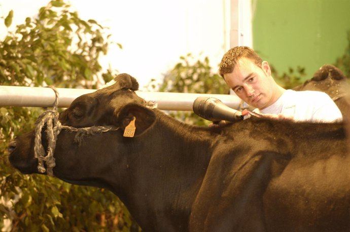 Ganadero con su vaca
