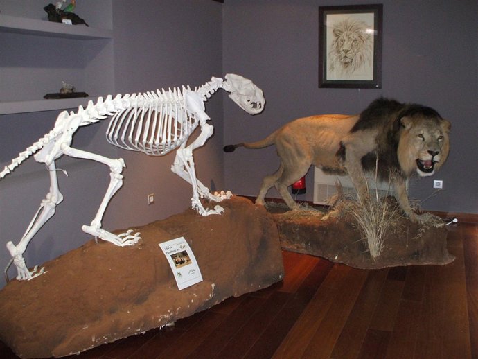 El león será uno de los protagonistas de la muestra en Intercaza 2012