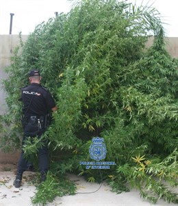 Plantas De Marihuana De Tres Metros De Altura En Una Vivienda De Almassora