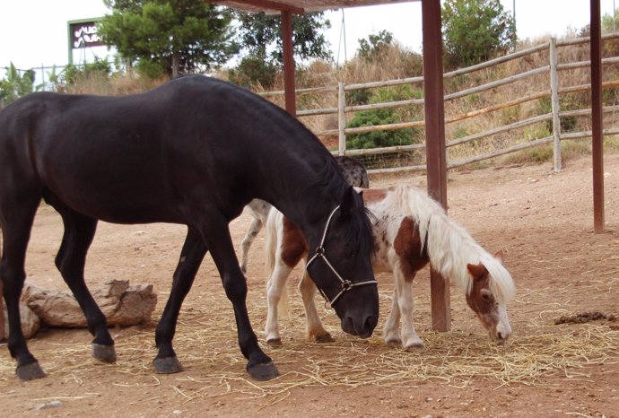 El caballo 'Diablo' junto a la pony 'Luna' en Terra Natura