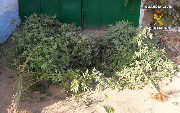 Marihuana incautada en Villanueva del Rey