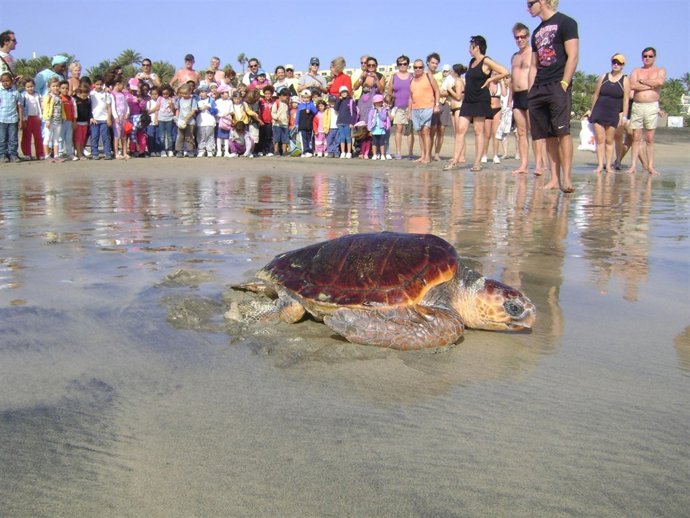 Suelta De Tortugas En Fuerteventura