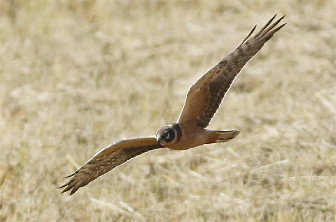 Ejemplar De Aguilucho Papialbo