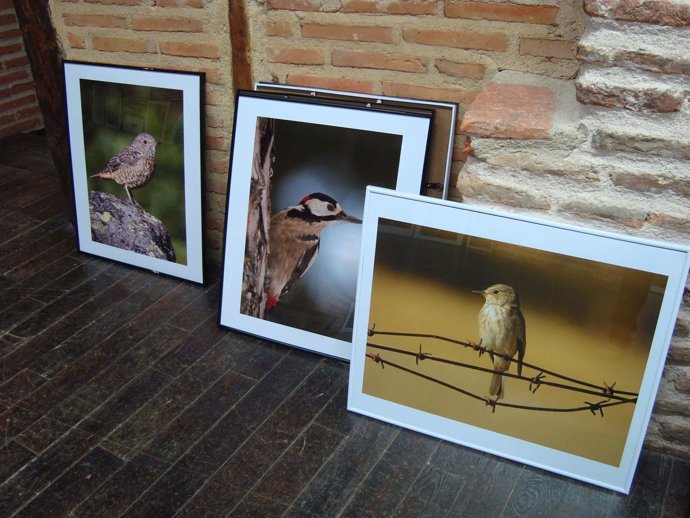 Fotos de la muestra 'Aves de Segovia'