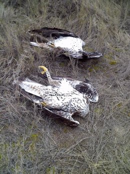 Águilas perdiceras muertas en Valmadrid (Zaragoza)