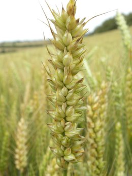 Declaración Única Agraria