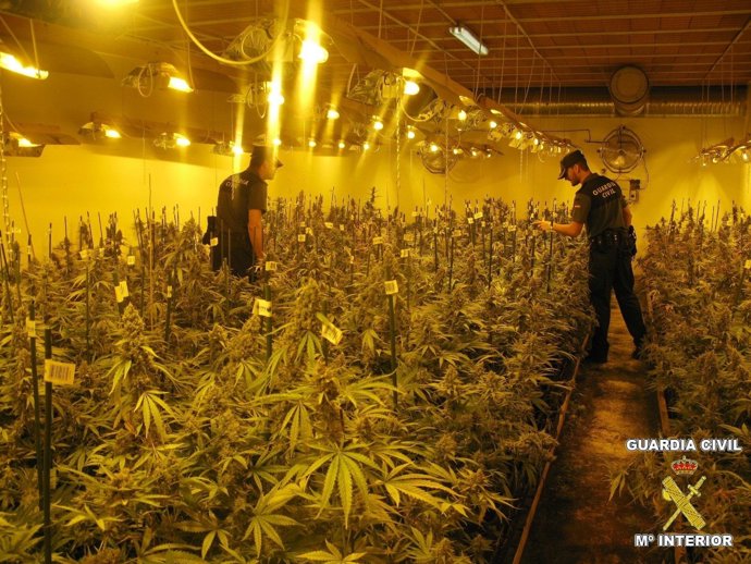 Plantación de marihuana desmantelada en San Vicente del Raspeig