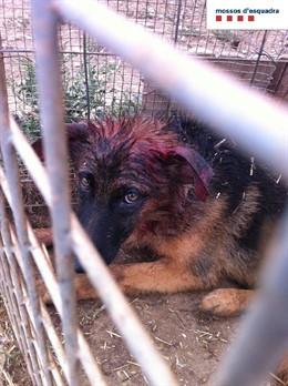 Perro maltratado en Olius