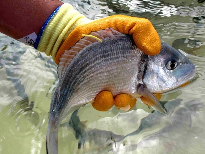 Ejemplar De Dorada De Criadero