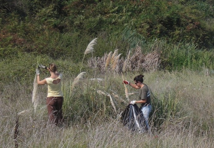 Eliminación de especies invasoras en la duna de San Juan de la Canal