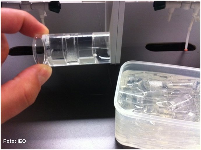 Mejillones utilizados en la investigación