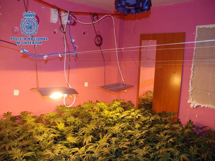 INVERNADERO DE MARIHUANA 