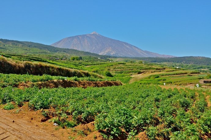 Paisaje agrario de Tenerife