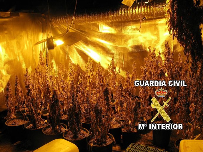 Marihuana intervenida en Silleda (Pontevedra)