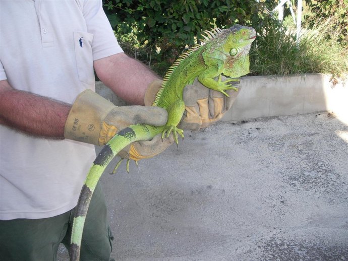 Iguana capturada por la Policía Local de Nerja