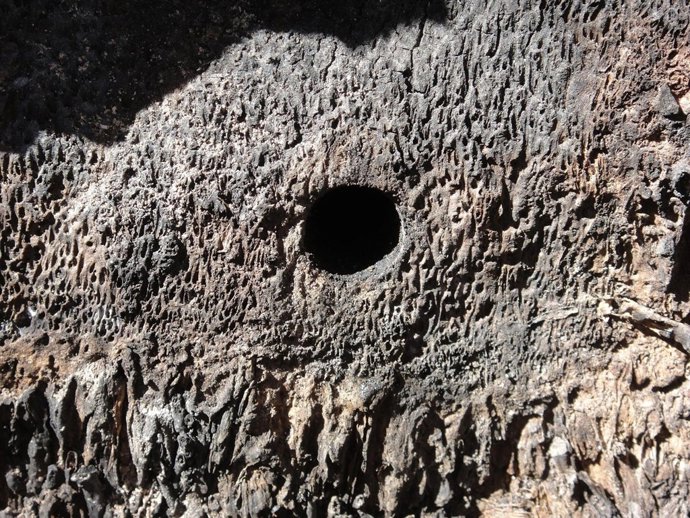 Perforación en una de las palmeras