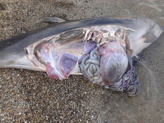 Delfín Muerto En El Cap De Creus