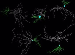 Reconstrucción de neuronas granulares