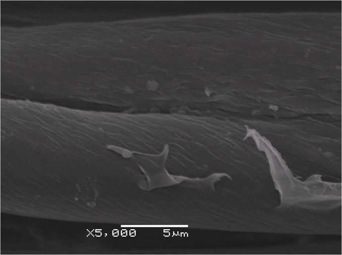 Tejido Sin Bacterias Visto En El Miscroscopio