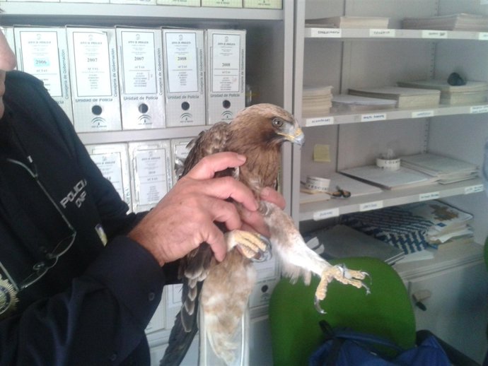 Águila herida recuperada por Policía Autonómica 
