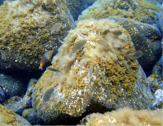 Imagen actual del fondo marino en la zona del volcán