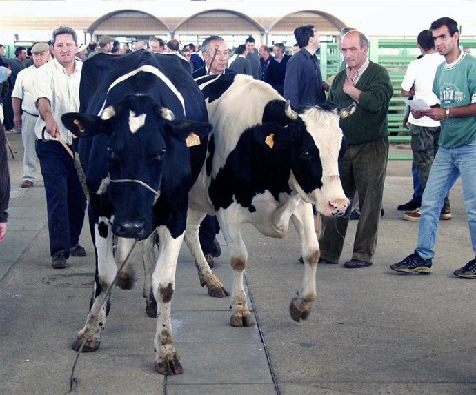 Mercado Ganado Talavera