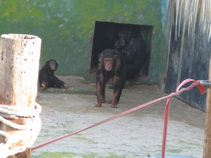 Monos requisados por la Guardia Civil