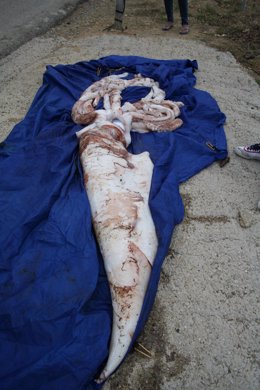 Calamar de cuatro metros hallado en la playa