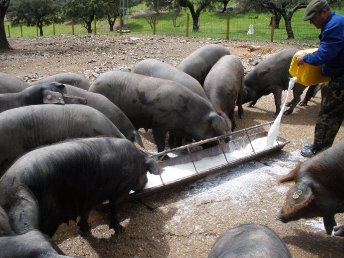 Cerdos comen en una finca de la provincia de Huelva