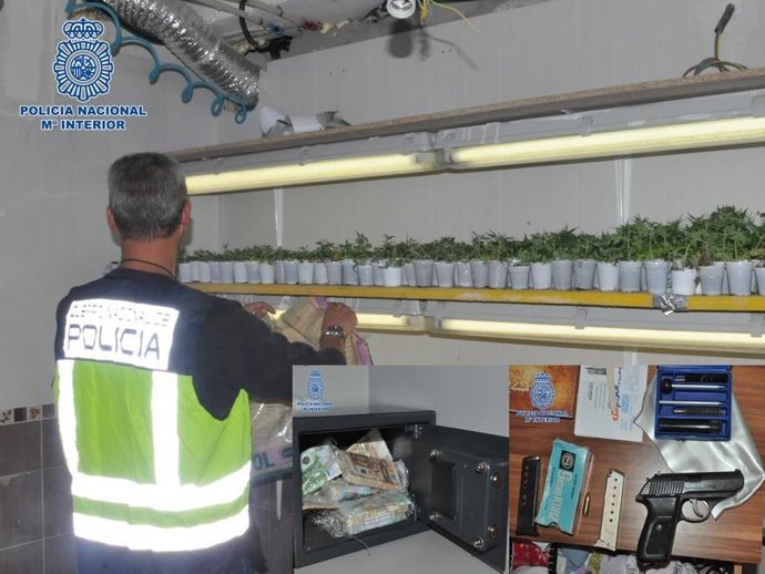 Plantas y material incautado