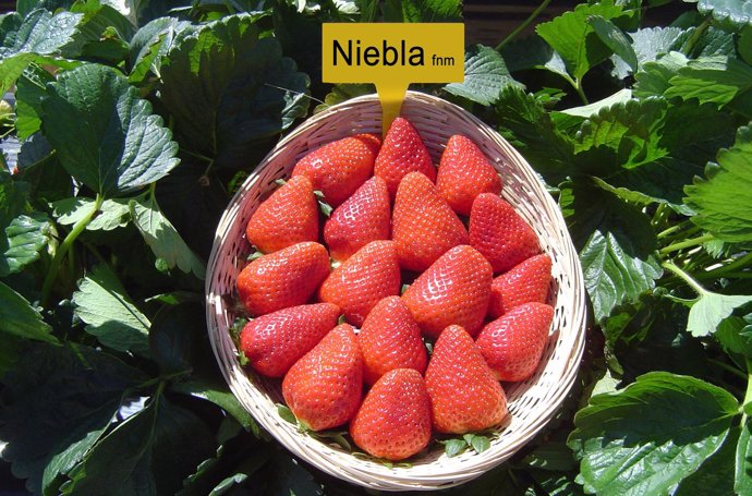 Nueva variedad fresera de Huelva llamada 'Niebla'