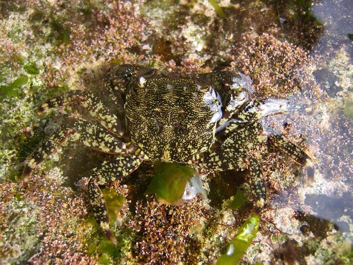 Ejemplar de cangrejo exótico