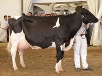 Asaja asegura que las ayudas anunciadas por Arias Cañete no atajan de raíz el problema del bajo precio de la leche