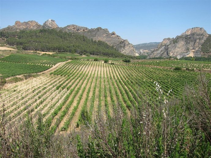 Viñedos